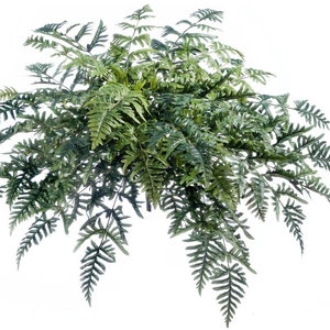 Папоротник Athyrium